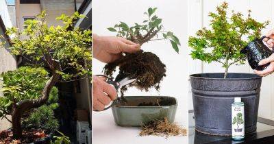 Expert Bonsai Tree Care Tips for Beginners - balconygardenweb.com