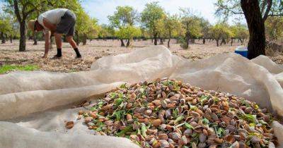 How and When to Harvest Almonds | Gardener's Path - gardenerspath.com