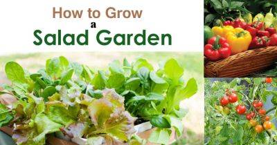 Beginner's Guide for Growing a Salad Garden - balconygardenweb.com