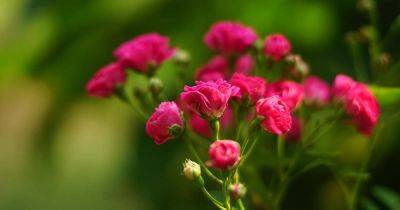 Miniature and Miniflora Roses: What’s the Difference? - gardenerspath.com - Usa