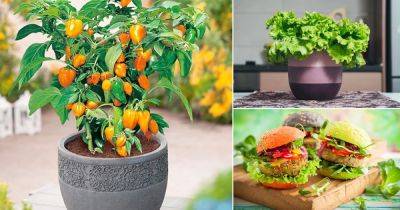 Things to Grow for Tastiest Burger Ever | Plant a Burger Vegetable Garden - balconygardenweb.com