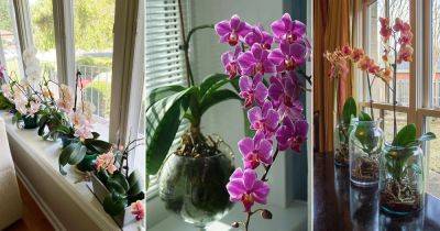 Are Orchids Parasites? How Orchids Grow Without Soil - balconygardenweb.com