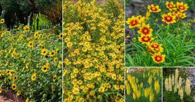 50 Most Beautiful Yellow Perennial Flowers - balconygardenweb.com