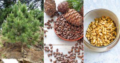 Where Do Pine Nuts Come From | Pine Nuts Nutrition Facts - balconygardenweb.com - Usa - China - France - Germany - India - Russia - Japan - Italy - Switzerland - Poland - Mexico - North Korea
