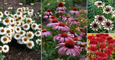 42 Types of Coneflower Varieties | Types of Echinacea - balconygardenweb.com