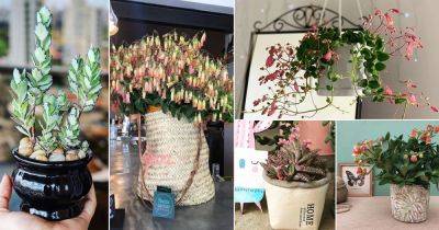 38 Beautiful Kalanchoes on Instagram - balconygardenweb.com