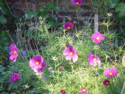 Looking Good in the Garden at the End of October - blog.theenduringgardener.com