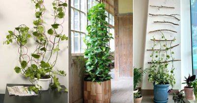 18 Fantastic Pothos Trellis Ideas You Can Easily Make - balconygardenweb.com