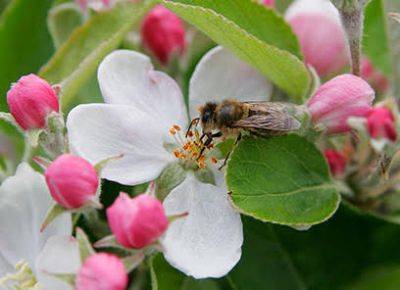 Planting, Nurturing and Picking the Best Apples for Apple Bobbing - blog.theenduringgardener.com