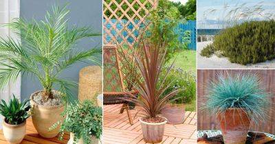 19 Beach Plants You Can Grow Indoors and Home Gardens - balconygardenweb.com