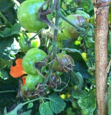 Not so Blight Tolerant Tomatoes - blog.theenduringgardener.com