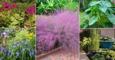 30 Moisture Loving Plants for Soggy & Wet Soil - balconygardenweb.com - Japan