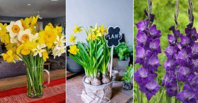 3 Best March Birth Month Flowers and Their Meanings - balconygardenweb.com - Greece - Spain
