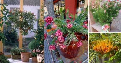 17 Best Types of Grevilleas | How to Grow Grevilleas in a Pot - balconygardenweb.com - Australia