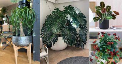 36 Most Resilient Houseplants That Won’t Die Easily - balconygardenweb.com - China