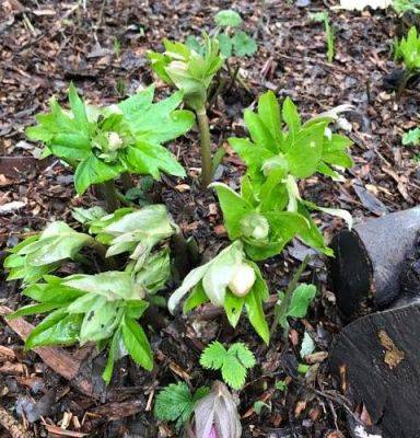 Hellebore Hygiene - blog.theenduringgardener.com