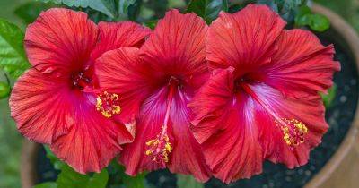 How to Grow Tropical Hibiscus in Containers - gardenerspath.com - China