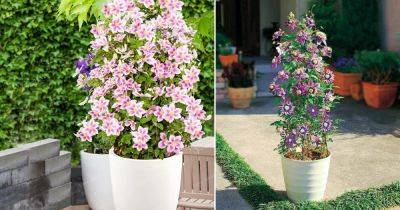 How to Grow Clematis in a Pot - balconygardenweb.com