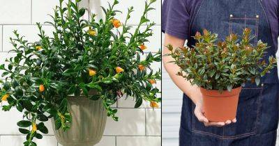Goldfish Plant Care Indoors | How to Grow Goldfish Plant - balconygardenweb.com - Brazil