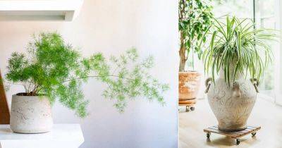 6 Indoor Plants that Reduce Radiation (Proven by Science) - balconygardenweb.com - Britain - India - state Tennessee