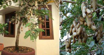 Growing Tamarind in Pots | How to Grow Tamarind - balconygardenweb.com - Australia - Spain
