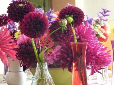 Preparing to be Dazzled by Dahlias - blog.theenduringgardener.com