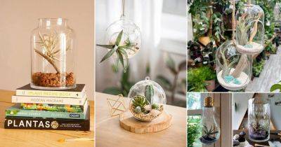 37 Amazing Air Plants in a Terrarium Ideas - balconygardenweb.com