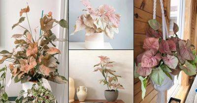 27 Beautiful Pink Syngonium (Arrowhead Plant) Pictures of 2021 - balconygardenweb.com
