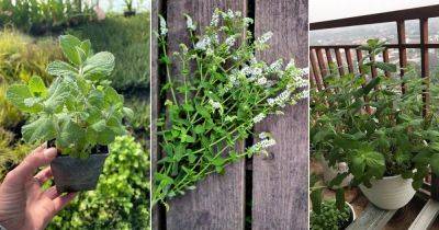 Everything About Apple Mint Care and Its Uses - balconygardenweb.com