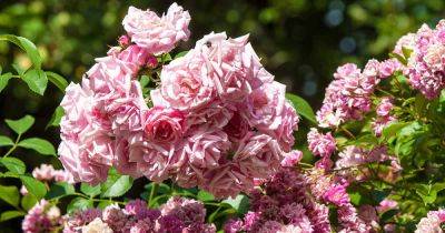 19 of the Best Reblooming Flowers for Months of Color - gardenerspath.com