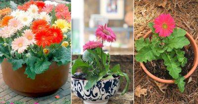 Gerbera Daisy Care | How to Grow Gerbera Daisy Indoors & Outdoors - balconygardenweb.com