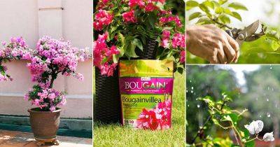8 Secret Bougainvillea Care Tips | How to Care for Bougainvillea Plant - balconygardenweb.com