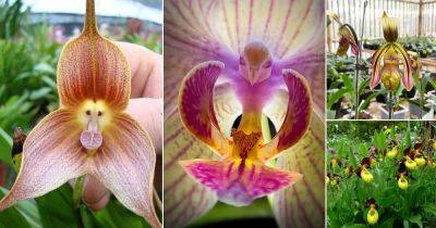 26 Most Rare and Unique Orchids Around the World - balconygardenweb.com - Usa - China - Australia - Cuba - state Florida