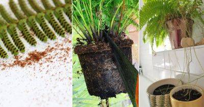 How to Grow Ferns from Ferns | Propagating Ferns from Division - balconygardenweb.com
