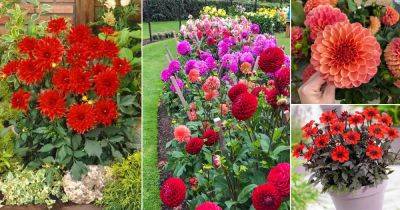 27 Best Red Dahlia Varieties for the Garden | Red Dahlia Meaning and Symbolism - balconygardenweb.com