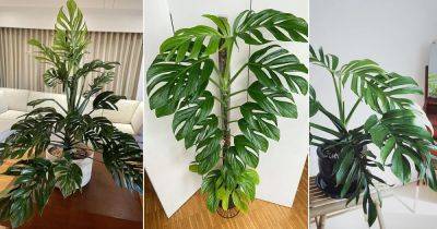 How to Grow Monstera Pinnatipartita - balconygardenweb.com