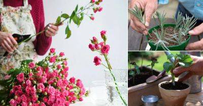 10 Beautiful Cut Flower Plants You Can Regrow from a Bouquet - balconygardenweb.com