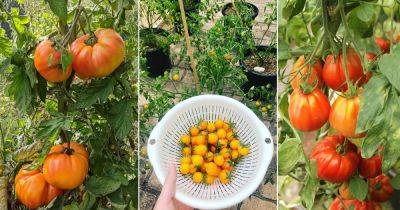 10 Delicious Seedless Tomato Varieties - balconygardenweb.com - Germany - state Oregon