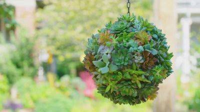 DIY Succulent Sphere | How to Make a Succulent Ball - balconygardenweb.com