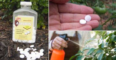 Aspirin Therapy: Aspirin Uses In The Garden For Most Productive & Healthy Plants - balconygardenweb.com - Usa