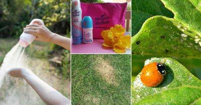 12 Amazing Talcum Powder Uses in the Garden - balconygardenweb.com - Japan