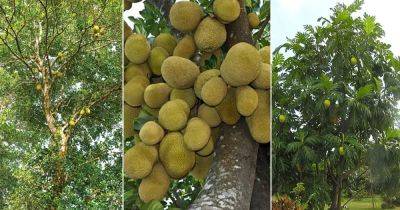 Jackfruit vs Durian vs Breadfruit - balconygardenweb.com - India