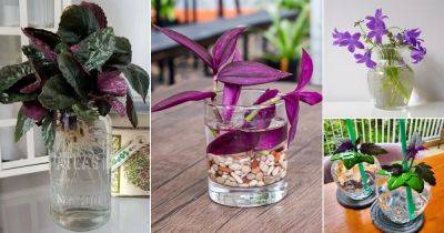 14 Beautiful Purple Plants You Can Grow in Water - balconygardenweb.com