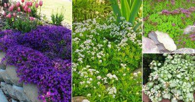 22 Beautiful Fast Growing Ground Cover Plants - balconygardenweb.com - Mexico