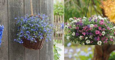 24 Best Hanging Basket Flowers | Flowering Plants for Hanging Baskets - balconygardenweb.com