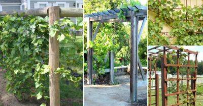 22 Grapevine Trellis Ideas | How to Make a Trellis for Grapevines - balconygardenweb.com