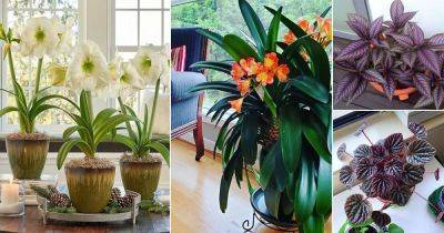 35 Indoor Plants According to Color Psychology & How They Affect You - balconygardenweb.com