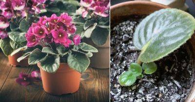 Growing African Violets from Leaves | How to Propagate African Violets - balconygardenweb.com