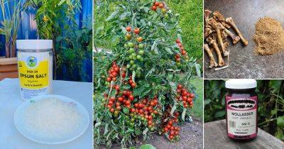 11 PRO Tricks to Grow the Tastiest Tomatoes in Your Garden - balconygardenweb.com