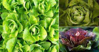 18 Types of Lettuce You Should Grow | Best Lettuce Varieties - balconygardenweb.com - France